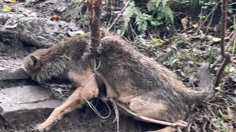 Giovane esemplare di lupo salvato e rimesso in libertà: era intrappolato in un laccio metallico dei bracconieri