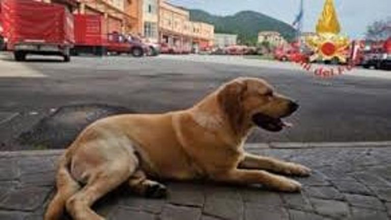 Dalla frana di Ischia al crollo di Torre del Greco, il compleanno di Ben cane pompiere