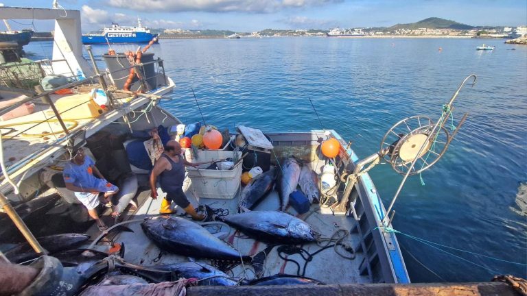 Ischia, pesca “miracolosa” di tonni: 22 esemplari, lunghi più di due metri