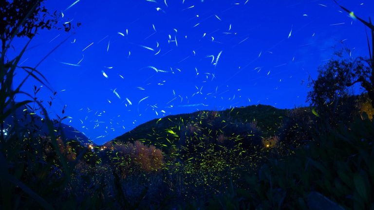 Valle del Sele, tutti a caccia di lucciole: “Così il turismo riscopre la natura”