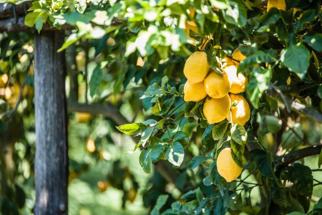 Limoni in festa 2024 a Massa Lubrense: la Sagra del Limone sulla costiera sorrentina