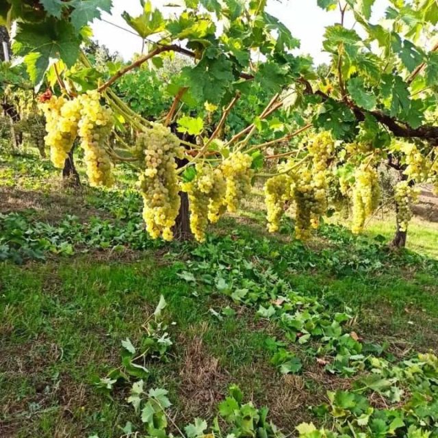 Fiano Love Fest: festa del vino nel borgo irpino di Lapio