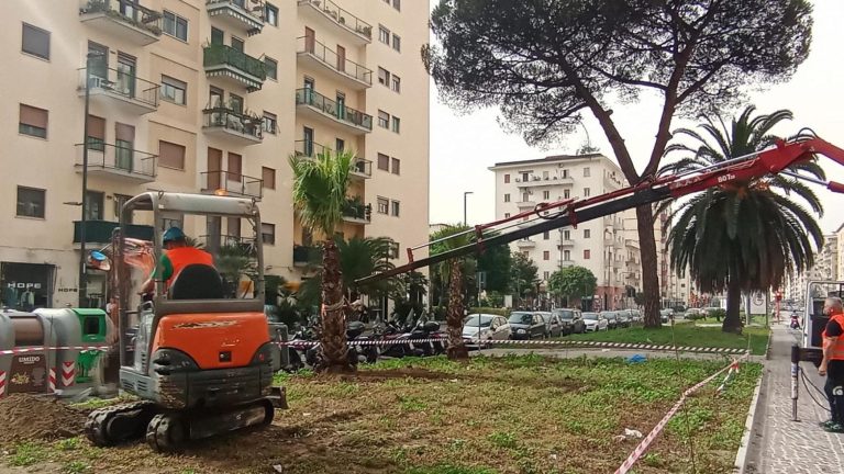 Napoli, Fuorigrotta: iniziata la piantumazione delle palme