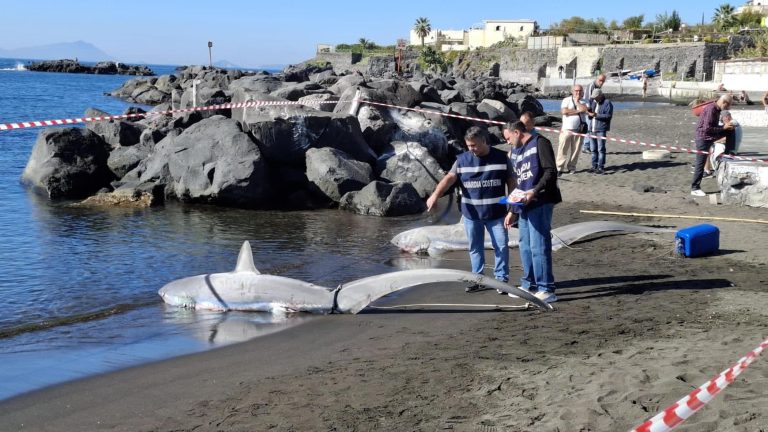 Due squali volpe trovati spiaggiati a Torre del Greco