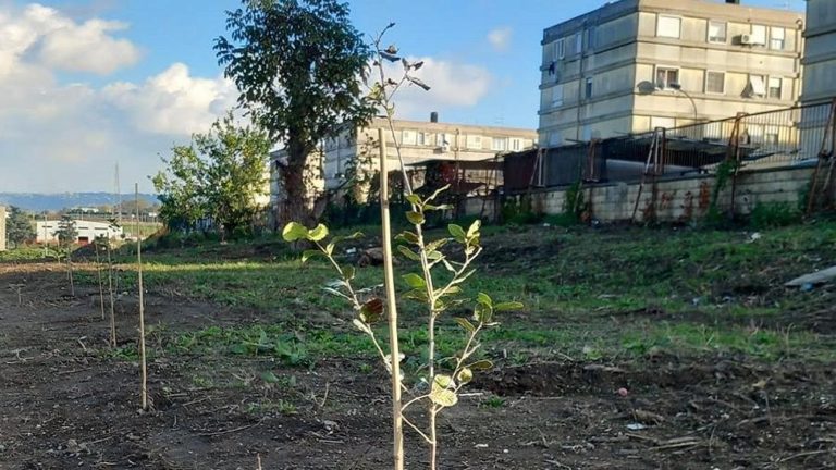 Querce, pioppi e frassini: così rinasce la foresta urbana di Monterusciello