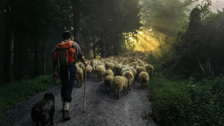 Pastori addio ma tutti cercano i loro formaggi